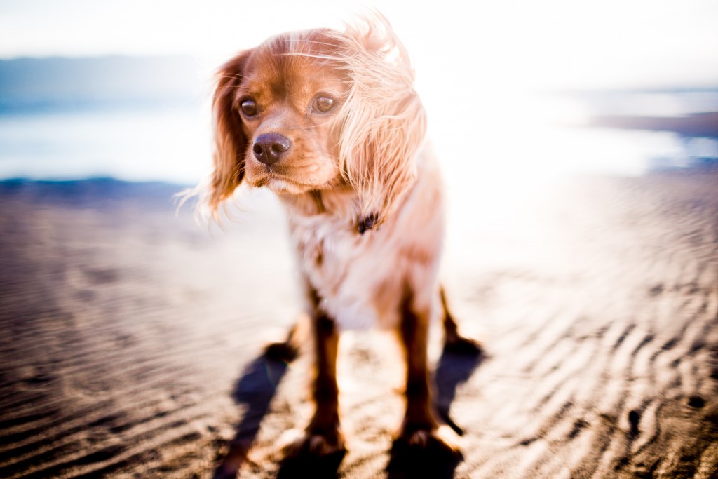 cagnolino al mare per proteggerlo dal caldo andrew-branch